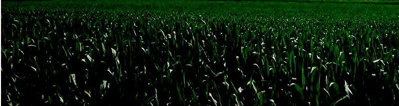 foto campo mais marano