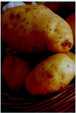 patata roveredo di gu�